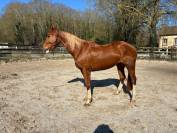 Yegua Caballo de Silla En venta 2020 Alazán por QUERLYBET HERO