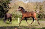 Superbe poulain Pur Sang Arabe pp