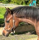 Superbe poulain Pur Sang Arabe pp
