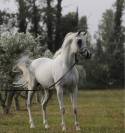Superbe poulain Pur Sang Arabe pp