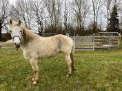 vends poney oncp femelle 1m57 11ans