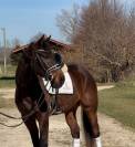 Hongre - 5 ans - Oldenbourg - Dressage 