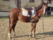 Poney welshpartbred 5 ans