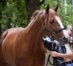 CABALLO SEMENTAL EN VENTA