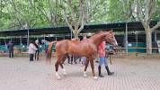 CABALLO SEMENTAL EN VENTA