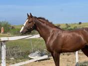 CABALLO SEMENTAL EN VENTA