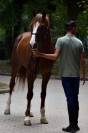 CABALLO SEMENTAL EN VENTA