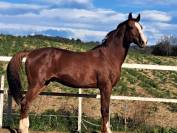 CABALLO SEMENTAL EN VENTA