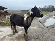 Gypsy Cob - Pouliche 2,5 ans