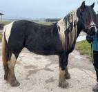 Gypsy Cob - Pouliche 2,5 ans