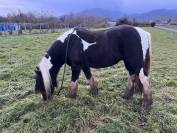 Gypsy Cob - Pouliche 2,5 ans