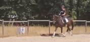 Femmina tedesca di 10 anni da dressage