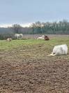 Pension chevaux retraités et loisirs