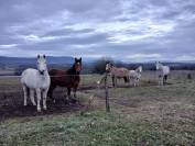 Pension chevaux retraités et loisirs