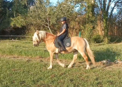 Poney Haflinger attelé & monté