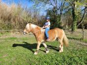 Poney Haflinger attelé & monté