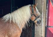 Poney Haflinger attelé & monté