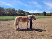 Poney Haflinger attelé & monté