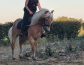 Poney Haflinger attelé & monté