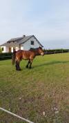 Cheval de trait ardennais 