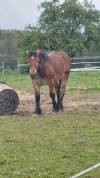 Cheval de trait ardennais 