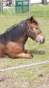 Cheval de trait ardennais 