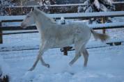 Jeune appaloosa/paint