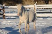 Jeune appaloosa/paint