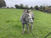 Poulain mâle percheron 