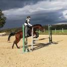 DP / TP / QP sur hongre 8 ans (66)