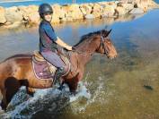 DP / TP / QP sur hongre 8 ans (66)
