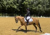 Ponette de dressage OC 