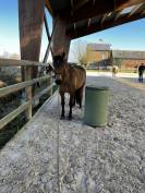 Ponette de dressage OC 