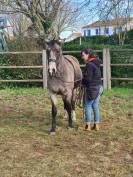 Jument lusitanienne PP 6 ans Isabelle fumé