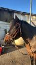 À vendre : Poney Pur Connemara 6 ans