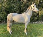 Poulinière SBS de 7 ans (Greco sitte x ugano sitte )