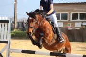 Poney PFS 2007