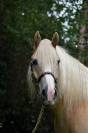 CHEVAL DE CLUB ATTACHANT - HAFLINGER PP