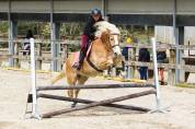 CHEVAL DE CLUB ATTACHANT - HAFLINGER PP