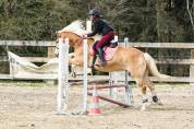 CHEVAL DE CLUB ATTACHANT - HAFLINGER PP