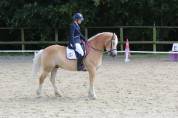 CHEVAL DE CLUB ATTACHANT - HAFLINGER PP