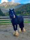 Irish Cob PP 158 hongre 4 ans