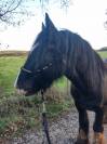 Irish Cob PP 158 hongre 4 ans