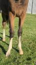 Jeune cheval 2 ans SF repro / compagnie