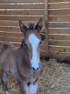 Jeune cheval 2 ans SF repro / compagnie