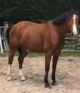 Jeune cheval 2 ans SF repro / compagnie