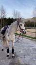 Ponette pour reproduction, PFS, 2010, 3pts PACE-Poney