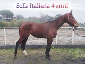Puledra Sella Italiana 4 anni