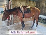 Puledra Sella Italiana 4 anni