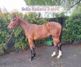 Puledra Sella Italiana 3 anni